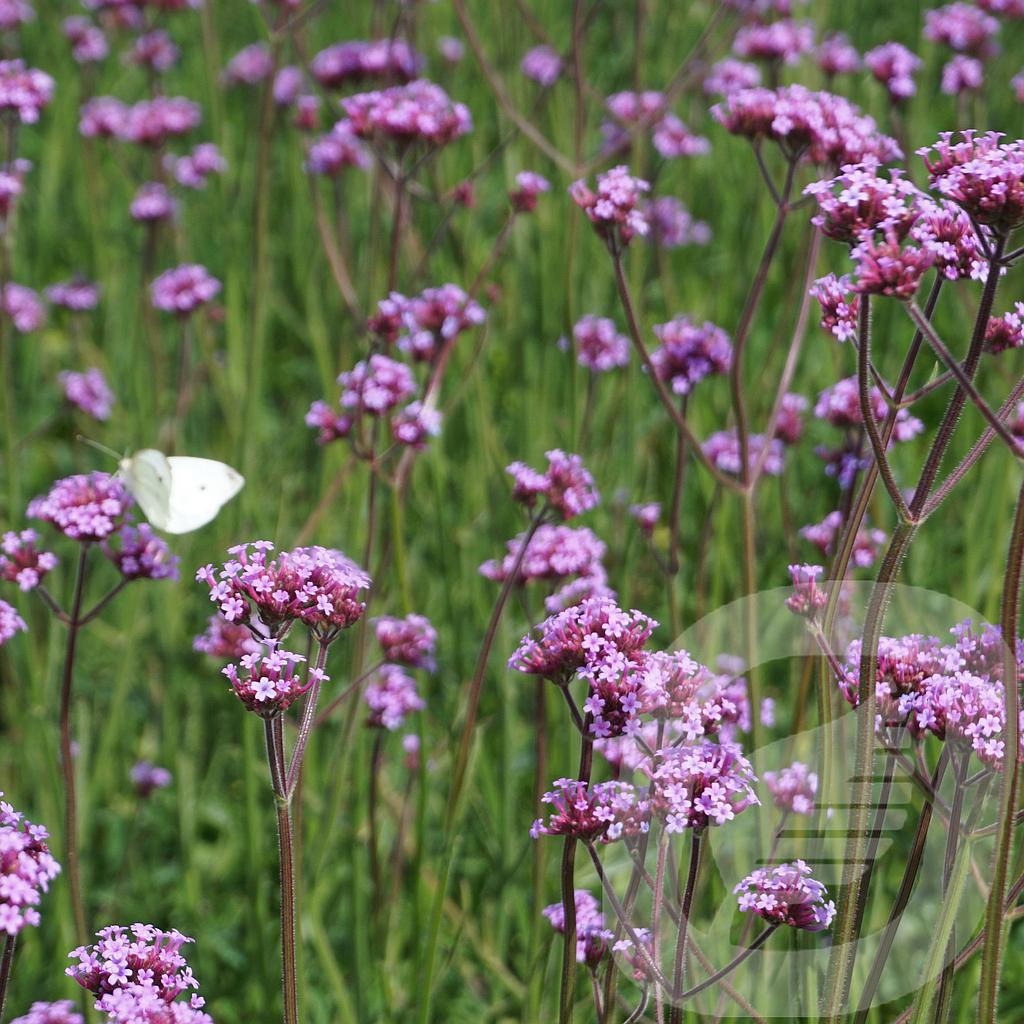 Verbena bonariensis