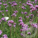 Verbena bonariensis