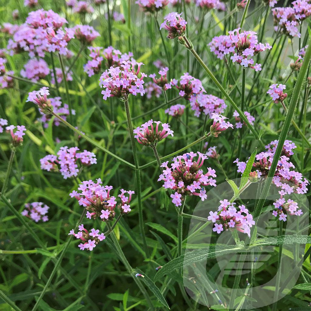 Verbena 'Lollipop'®