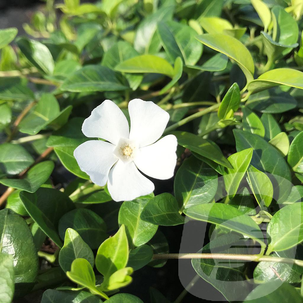 Vinca minor 'Alba'