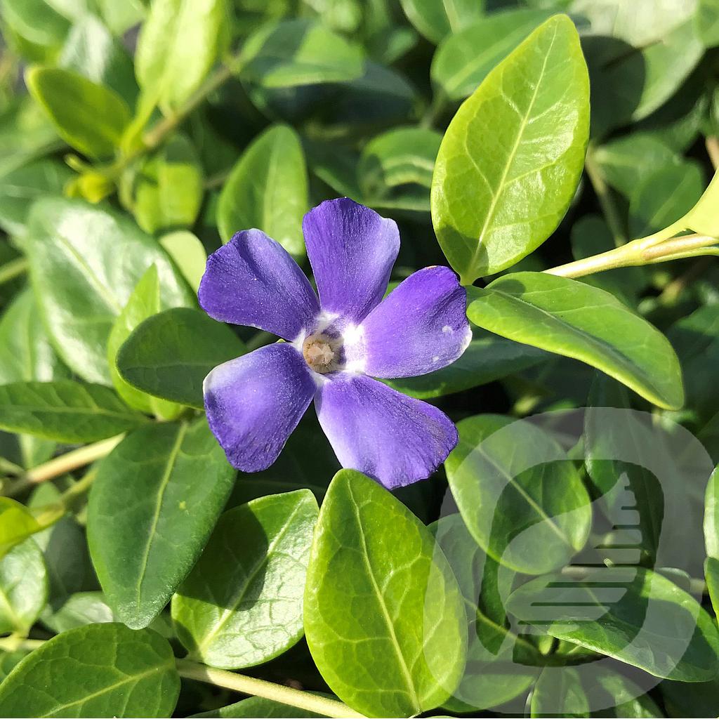 Vinca minor 'Bowles Variety'