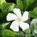 Vinca minor 'Colada'