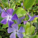 Vinca major