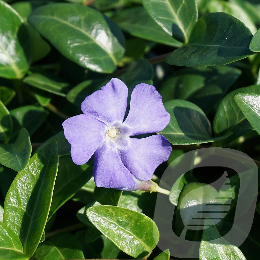 Vinca minor