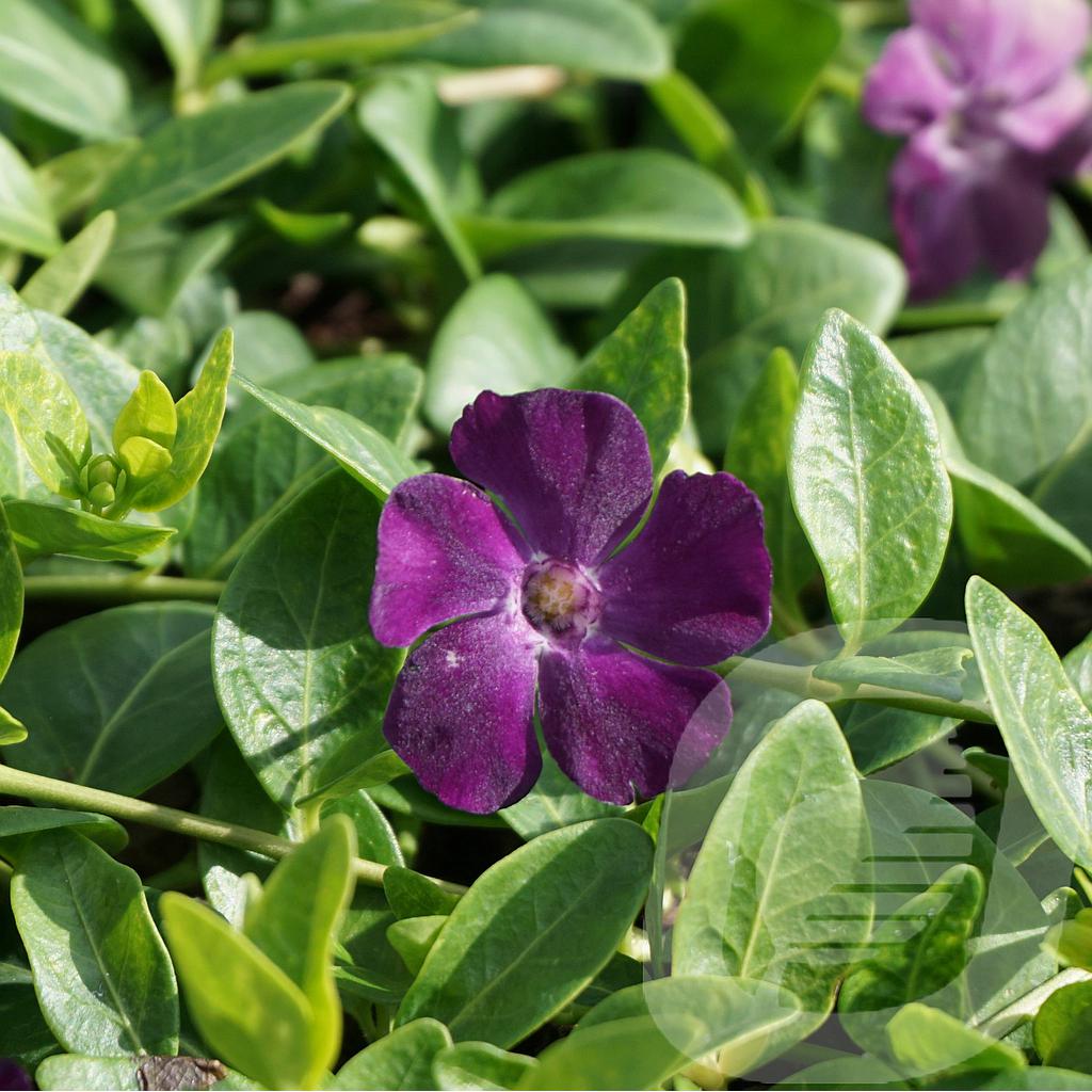 Vinca minor 'Verino'®