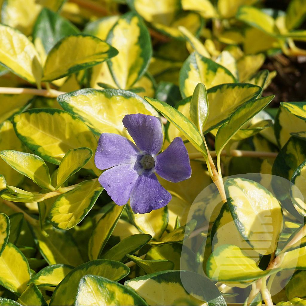 Vinca minor 'Imagine'®