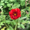 Potentilla 'Emilie'