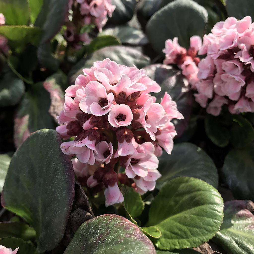 Bergenia 'Bach'