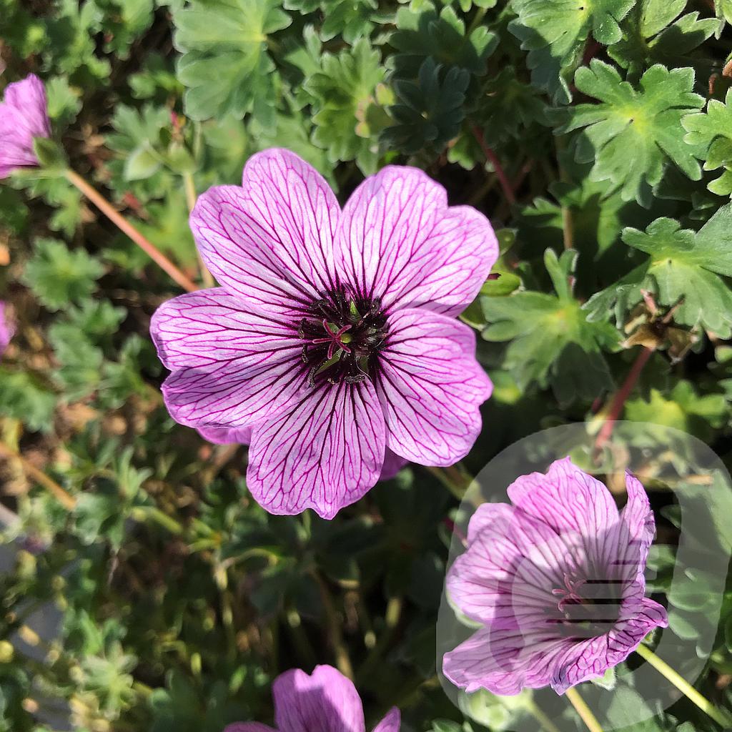 Geranium cinereum 'Ballerina'