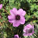 Geranium cinereum 'Ballerina'