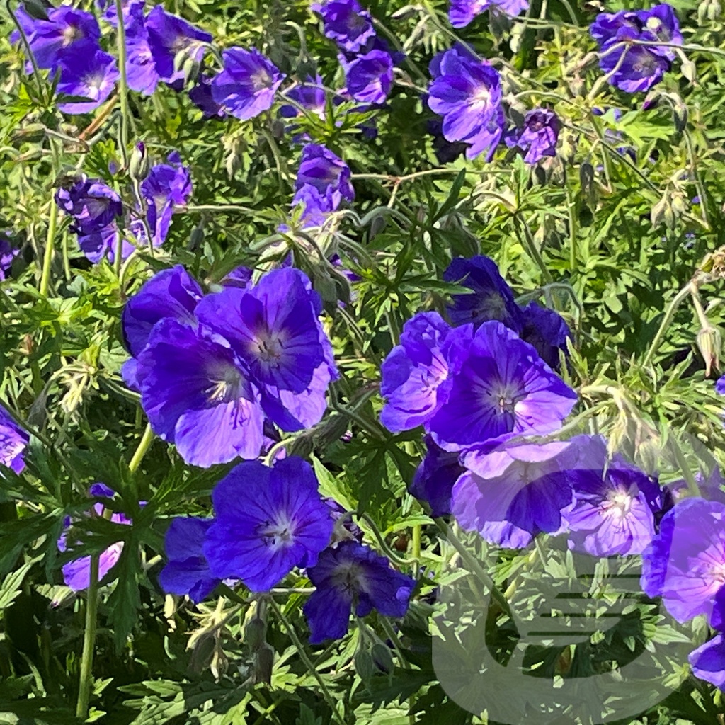 Geranium 'Orion'