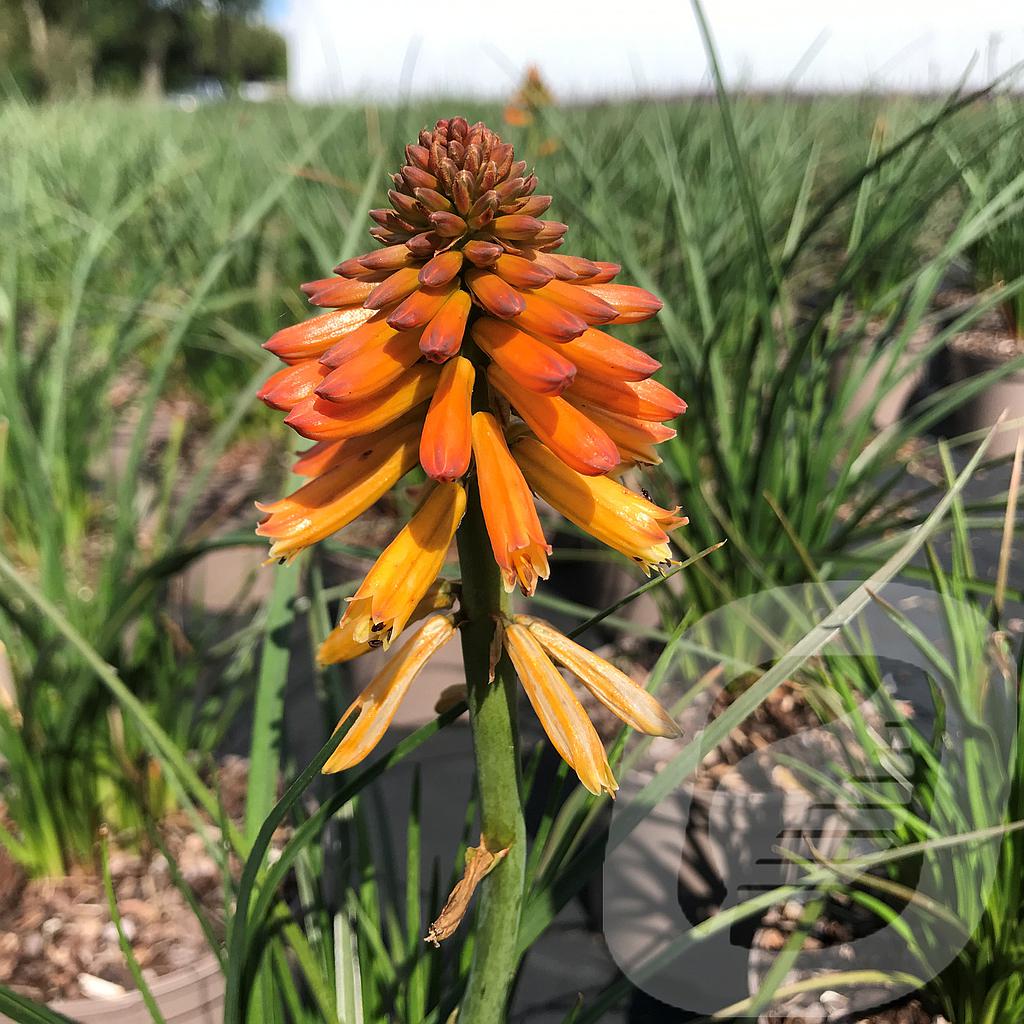 Kniphofia 'Poco™ Orange'®