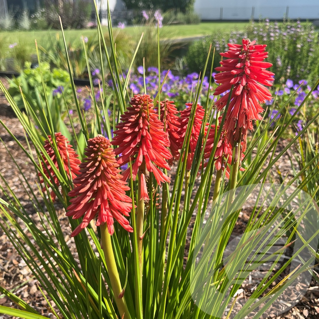 Kniphofia 'Poco™ Red'®