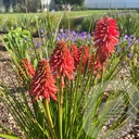 Kniphofia 'Poco™ Red'®