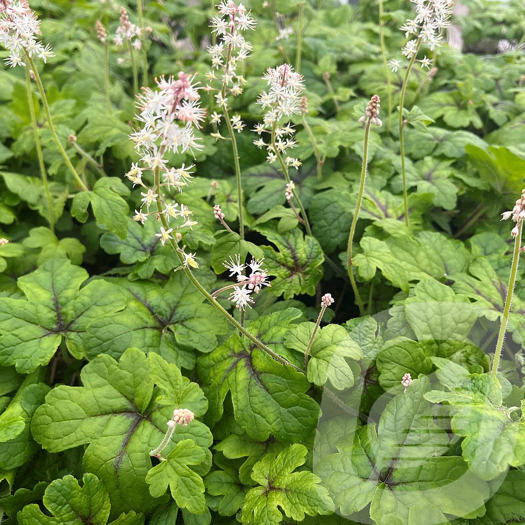 Tiarella 'Jeepers Creepers'®