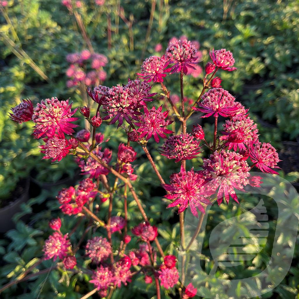 Astrantia 'Claret'