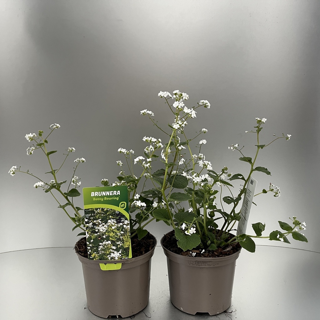 [BRUBBOWR-C2] Brunnera macr. 'Betty Bowring'