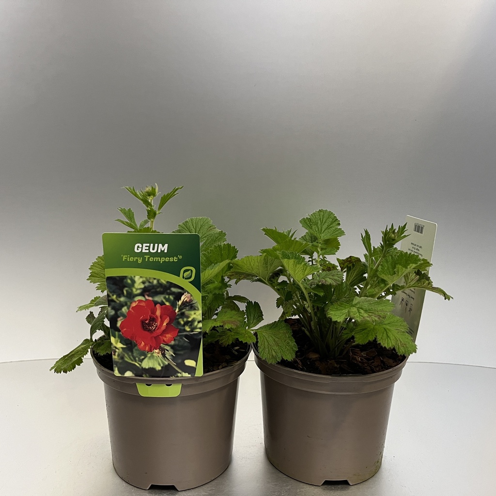 [GEUFTEMP-C2] Geum 'Fiery Tempest'®