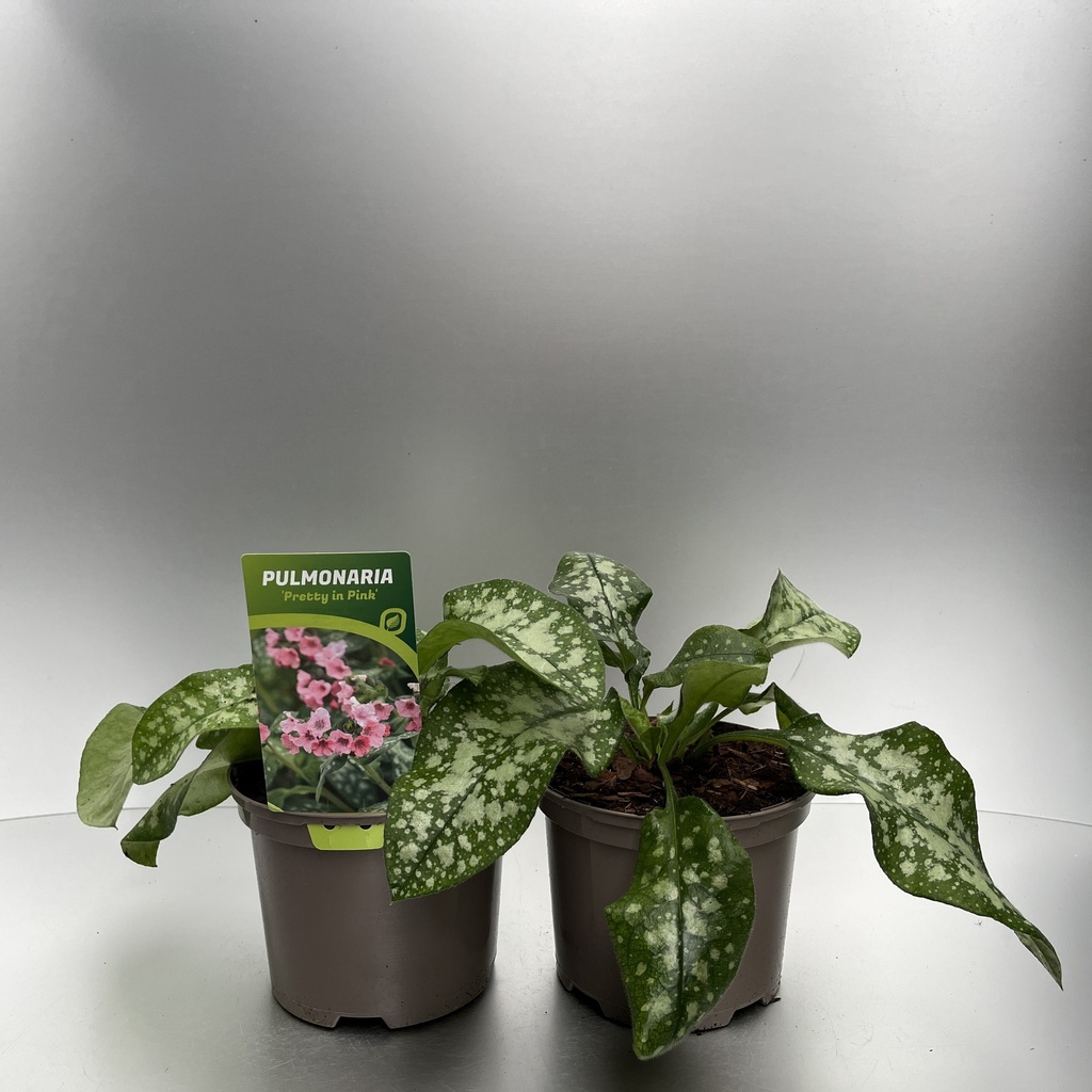 [PULPIPIN-C2] Pulmonaria 'Pretty in Pink'®