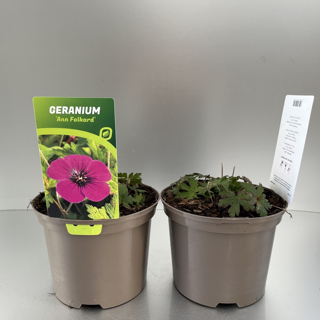 [GERAFOLK-C2] Geranium 'Ann Folkard'