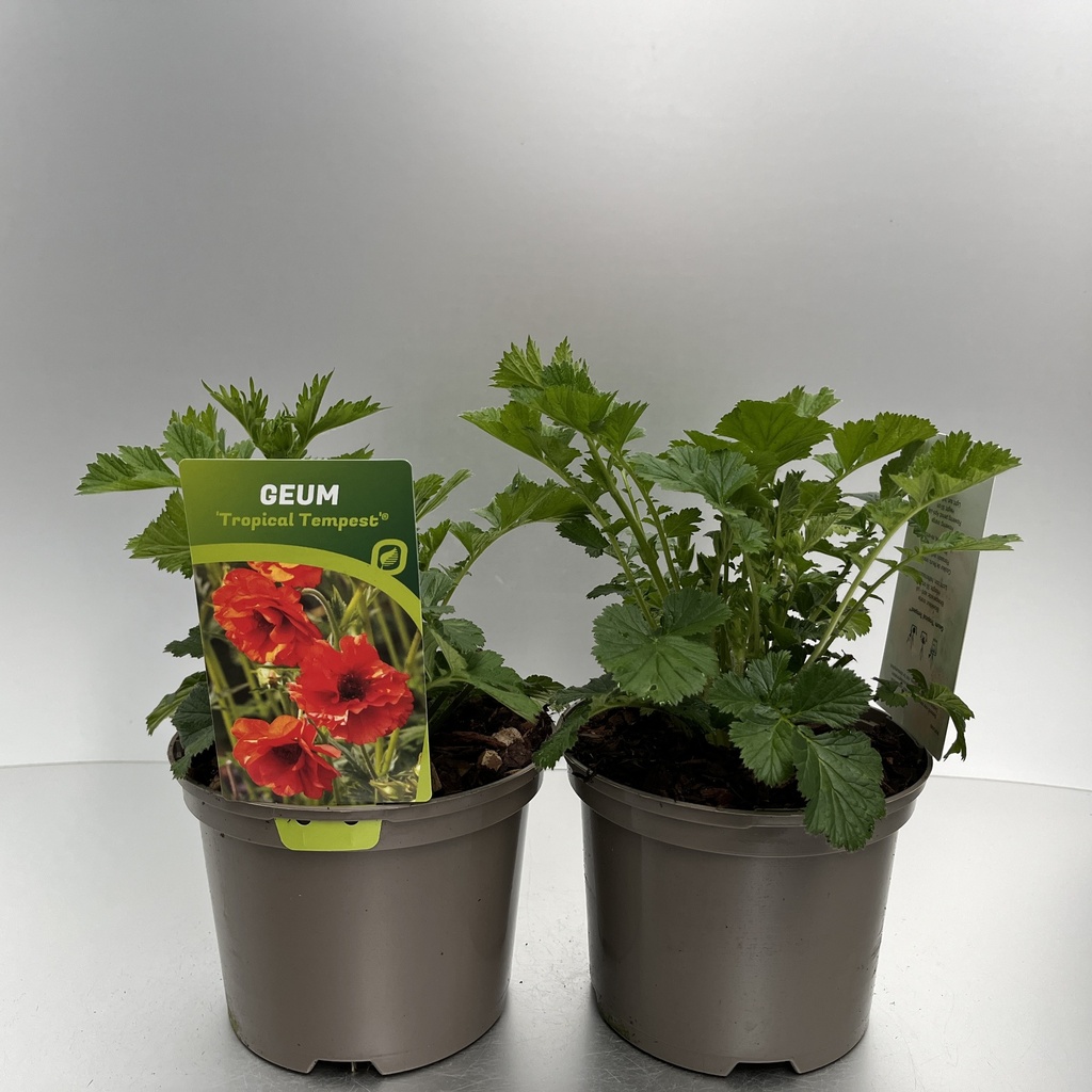 [GEUTTEMP-C2] Geum 'Tropical Tempest'®