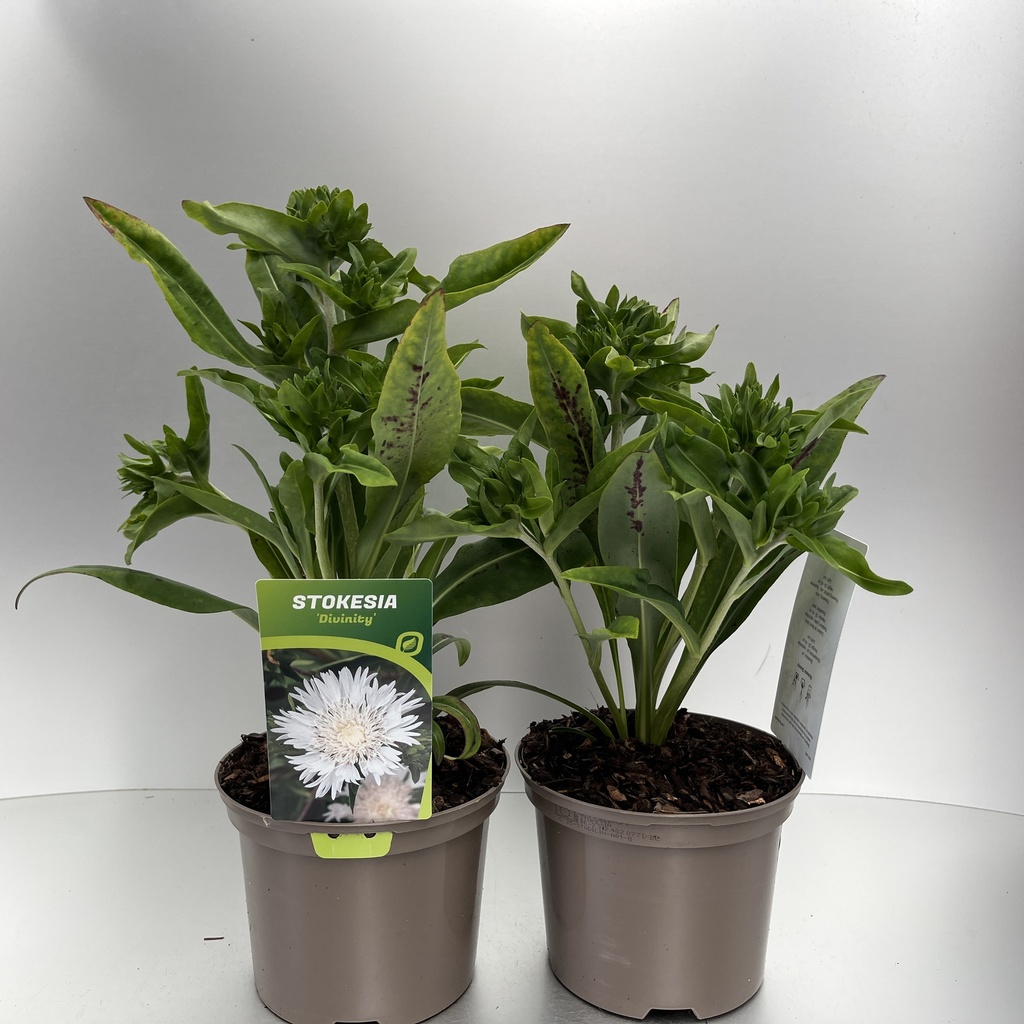 [STODICIN-C2] Stokesia 'Divinity'®
