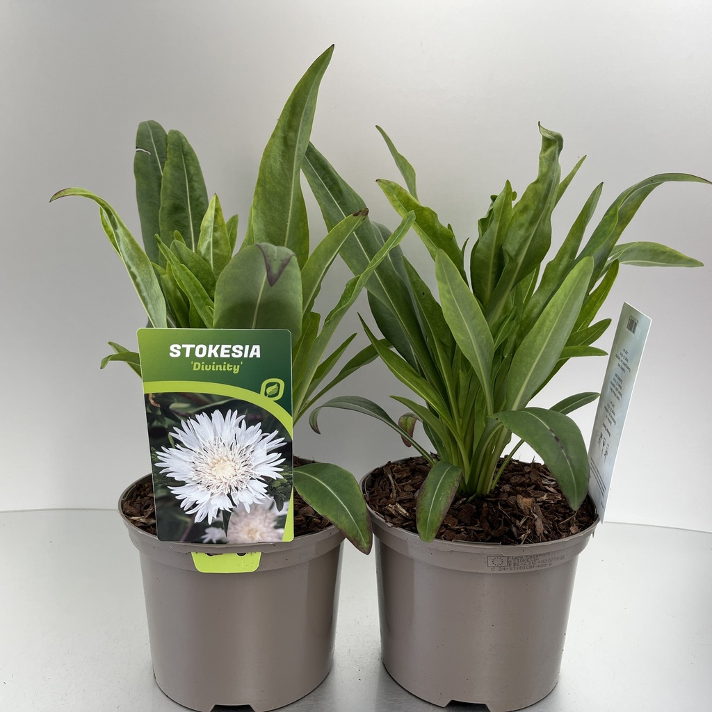 [STODICIN-C2] Stokesia 'Divinity'®
