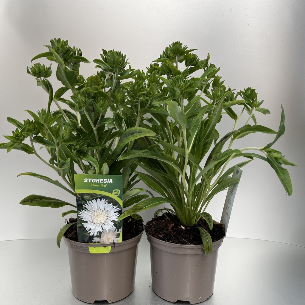 [STODICIN-C2] Stokesia 'Divinity'®