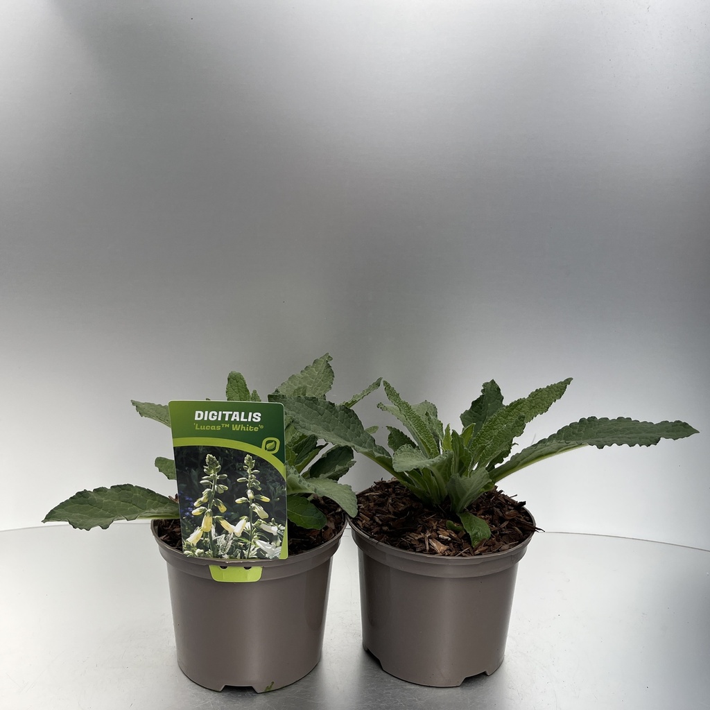 [DIGLWHIT-C2] Digitalis Lucas ™ 'White'