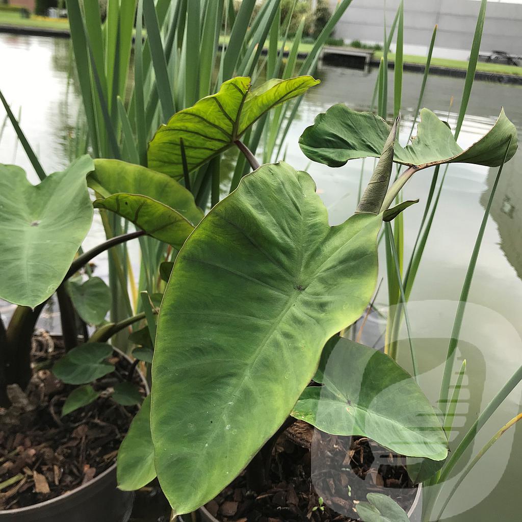 [COLMETAL-C2] Colocasia 'Metallica'