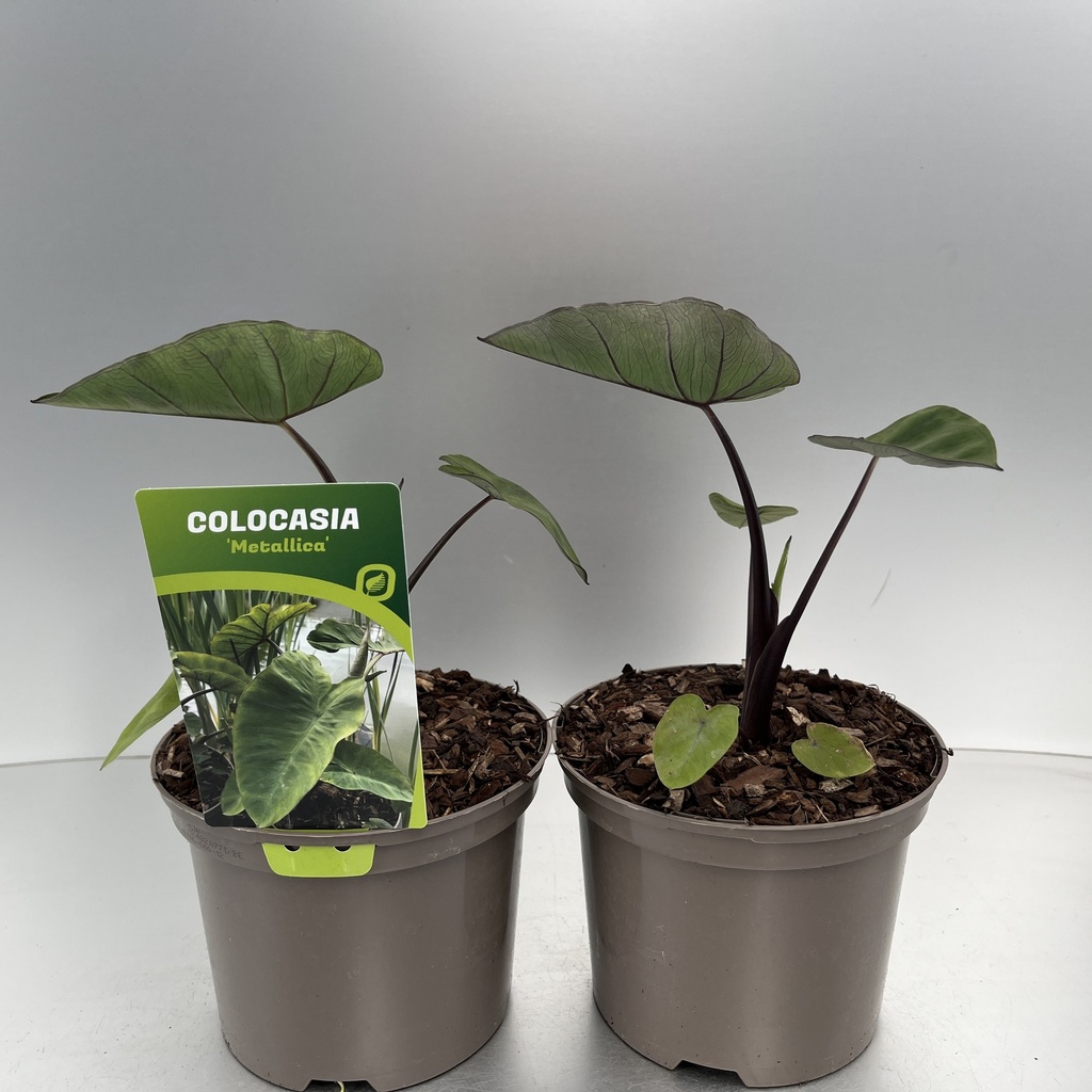 [COLMETAL-C2] Colocasia 'Metallica'