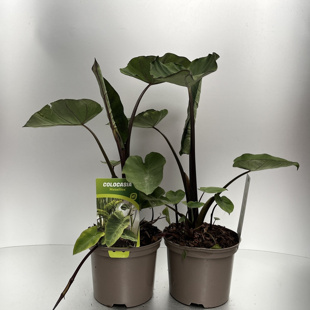[COLMETAL-C2] Colocasia 'Metallica'