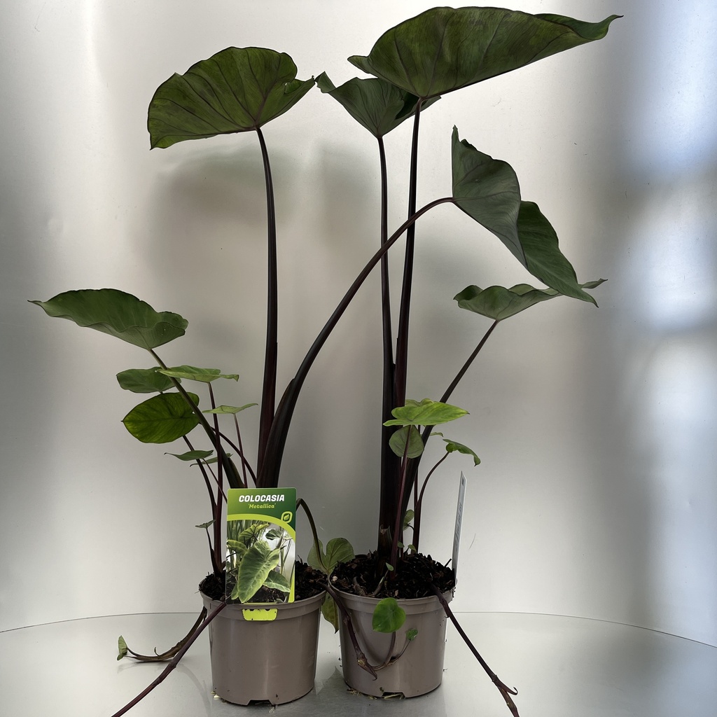 [COLMETAL-C2] Colocasia 'Metallica'