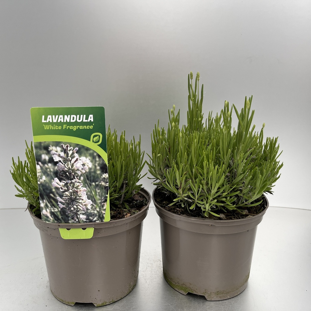 [LAVWFRAG-C2] Lavandula ang. 'White Fragrance'
