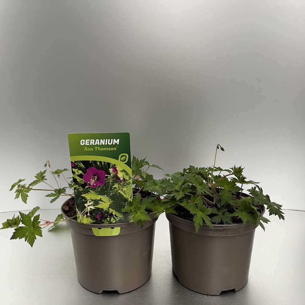 [GERATHOM-C2] Geranium 'Ann Thomson'