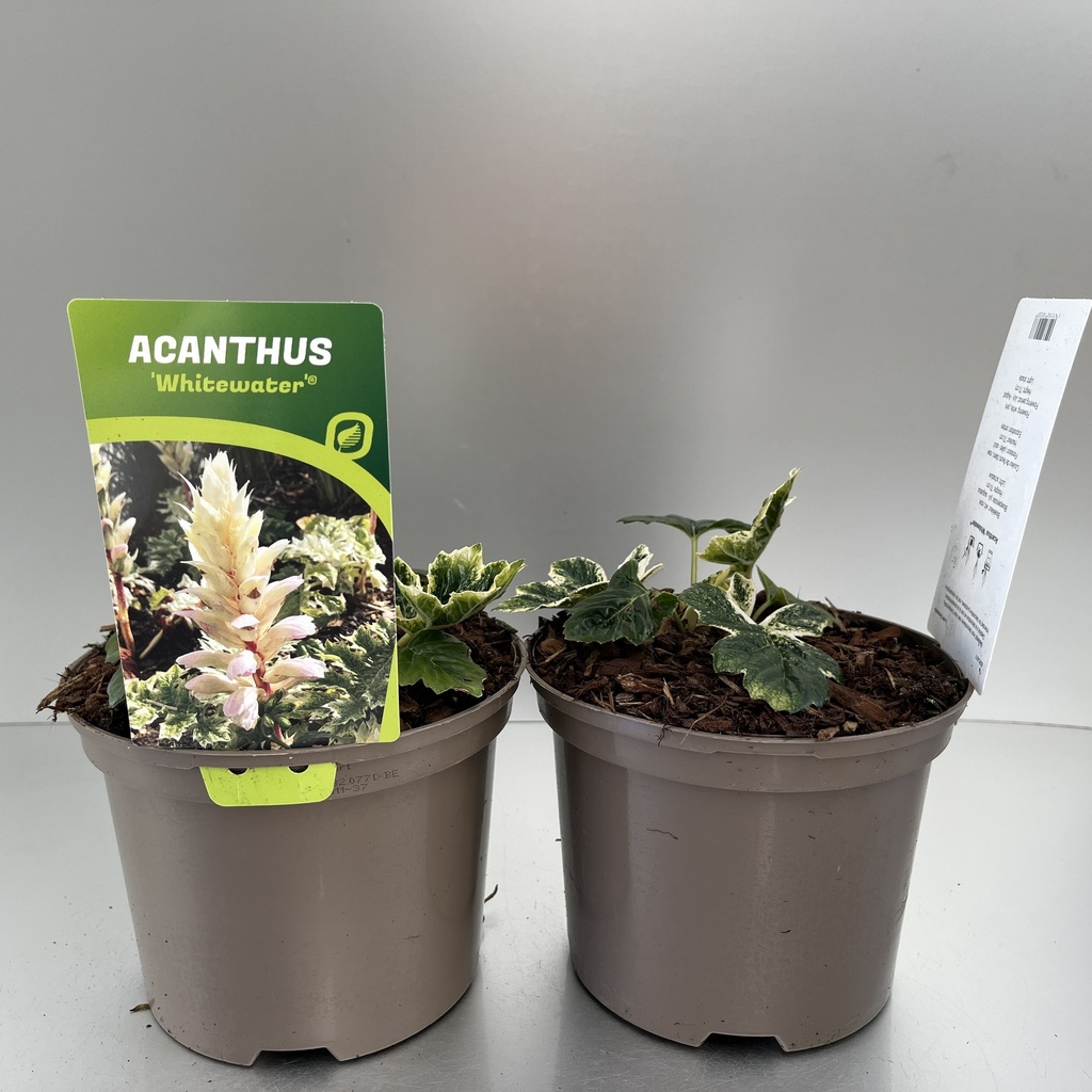 [ACAWHITE-C2] Acanthus 'Whitewater'®