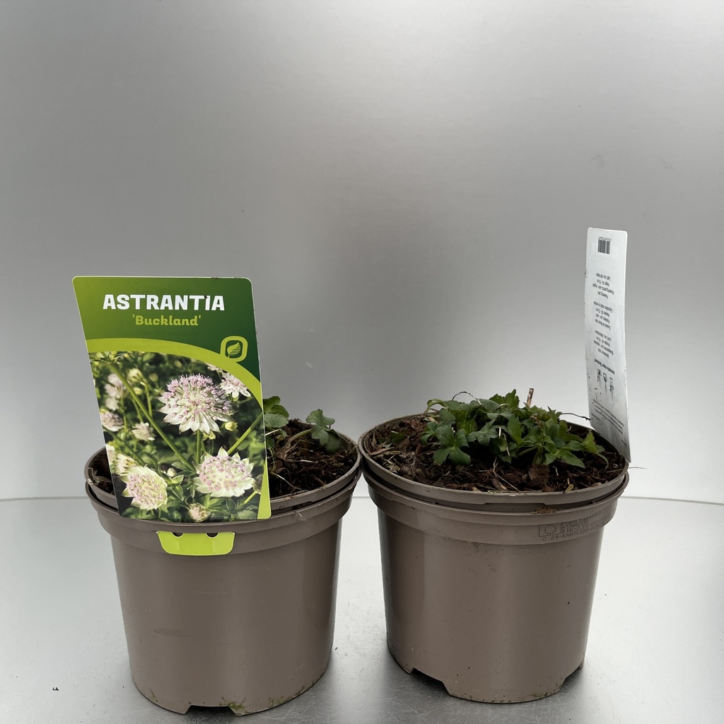[ASTBUCKL-C2] Astrantia 'Buckland'