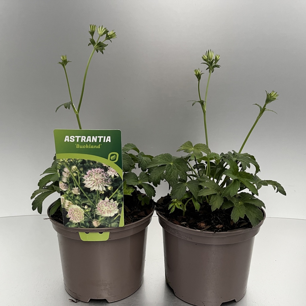 [ASTBUCKL-C2] Astrantia 'Buckland'