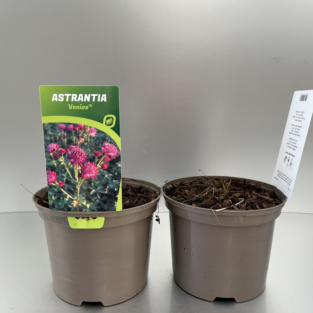 [ASTVENIC-C2] Astrantia 'Venice'®