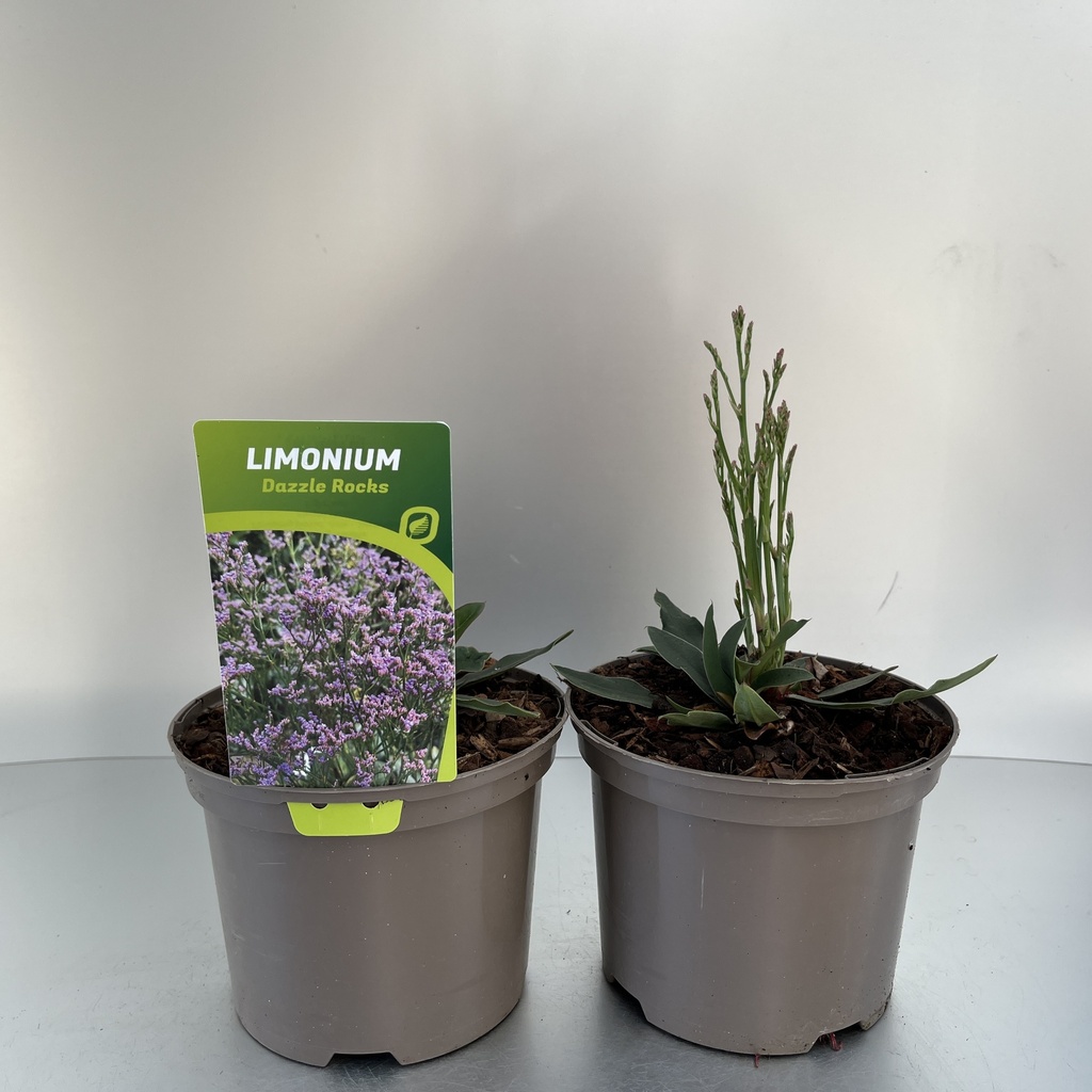 [LIMDROCK-C2] Limonium 'Dazzle Rocks'®