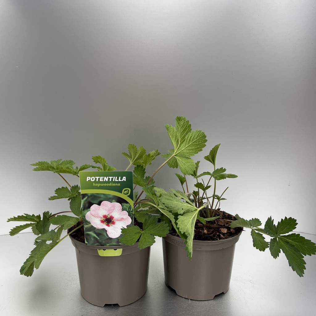 [POTHOWOO-C2] Potentilla hopwoodiana