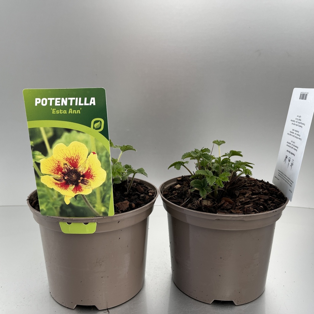 [POTEANN-C2] Potentilla 'Esta Ann'