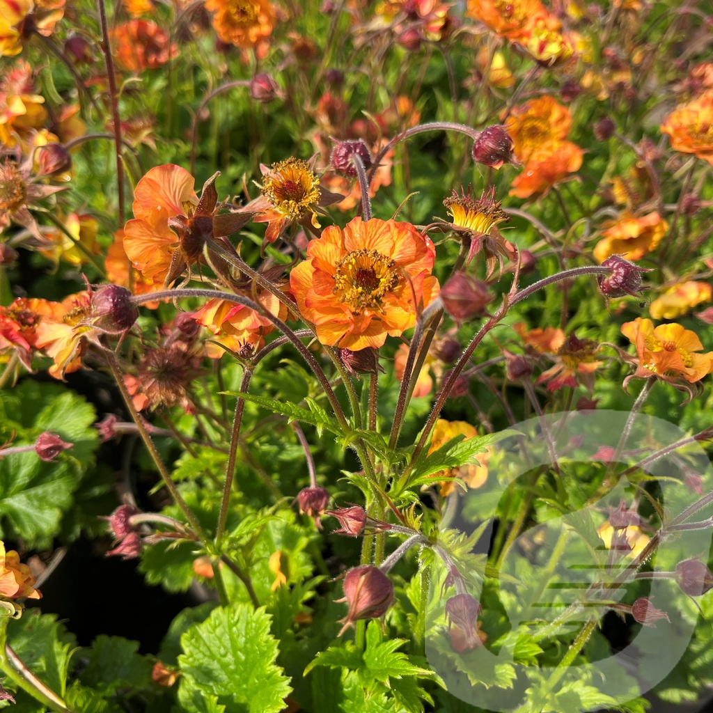 [GEUTFRUT-C2] Geum 'Tutti Frutti'®
