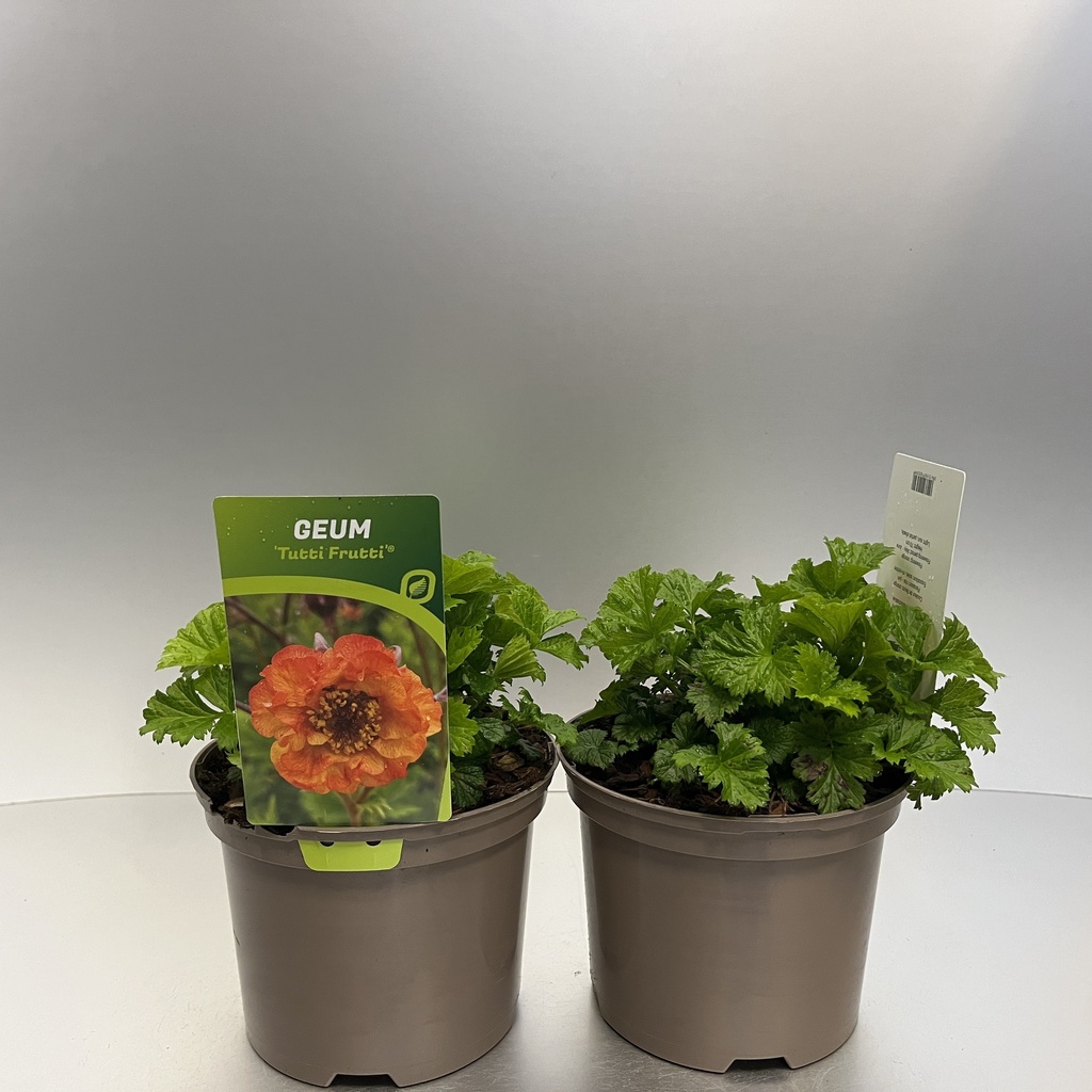 [GEUTFRUT-C2] Geum 'Tutti Frutti'®