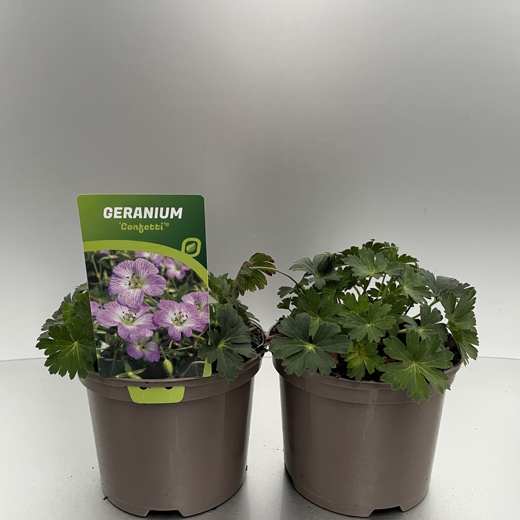 [GERCONFE-C2] Geranium 'Confetti'®