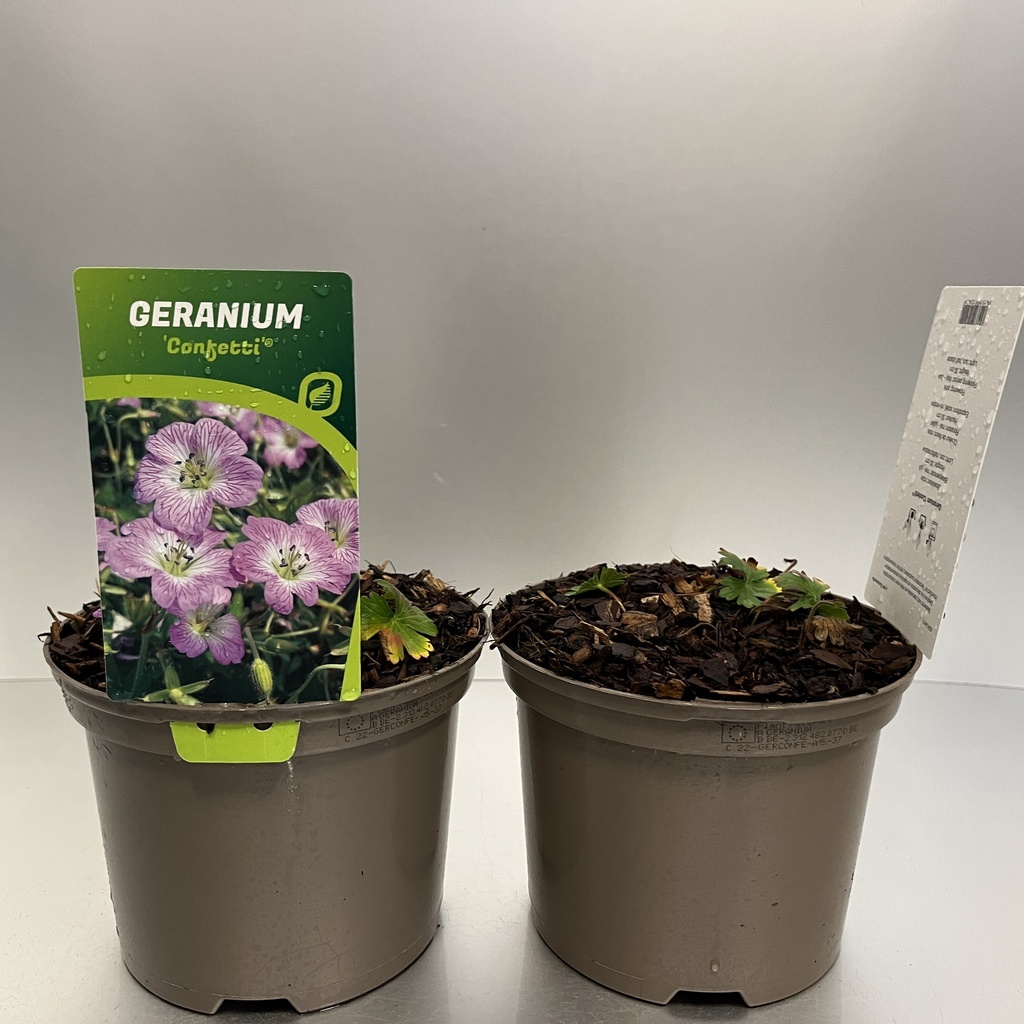 [GERCONFE-C2] Geranium 'Confetti'®