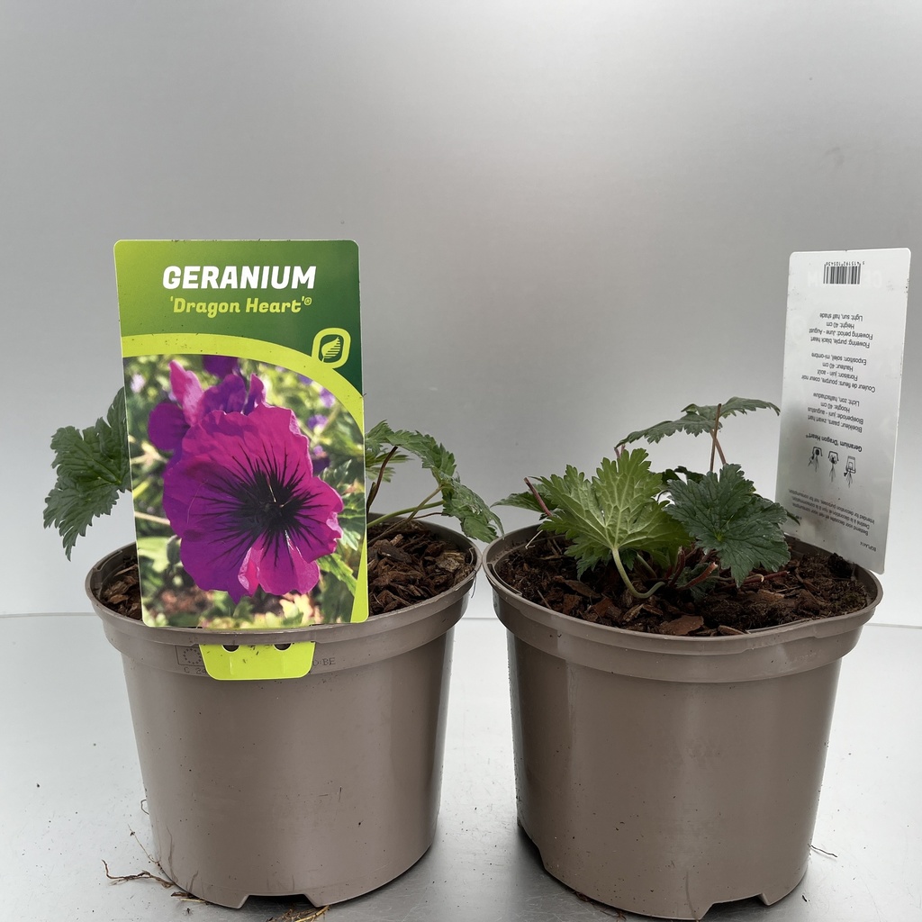 [GERDHEAR-C2] Geranium 'Dragon Heart'®