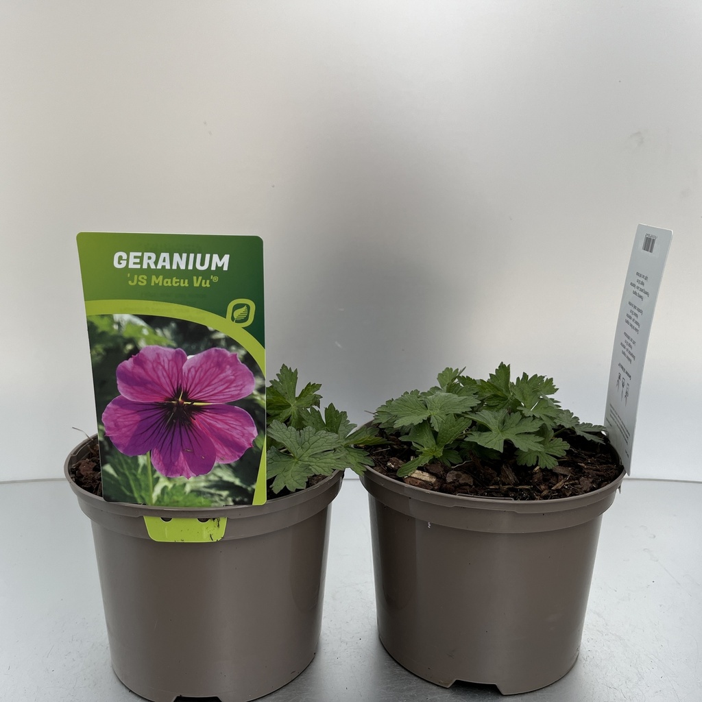 [GERJMVU-C2] Geranium 'JS Matu Vu'™