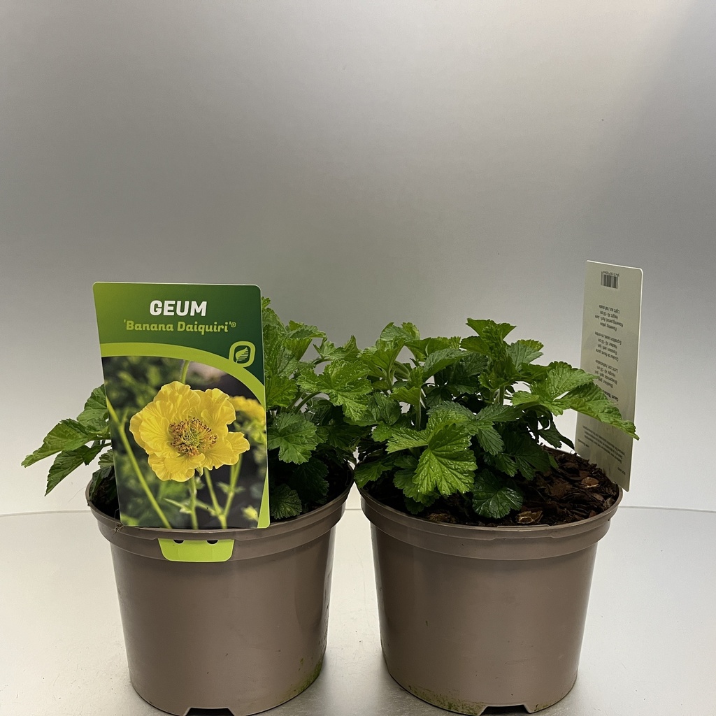 [GEUBDAIQ-C2] Geum 'Banana Daiquiri'®