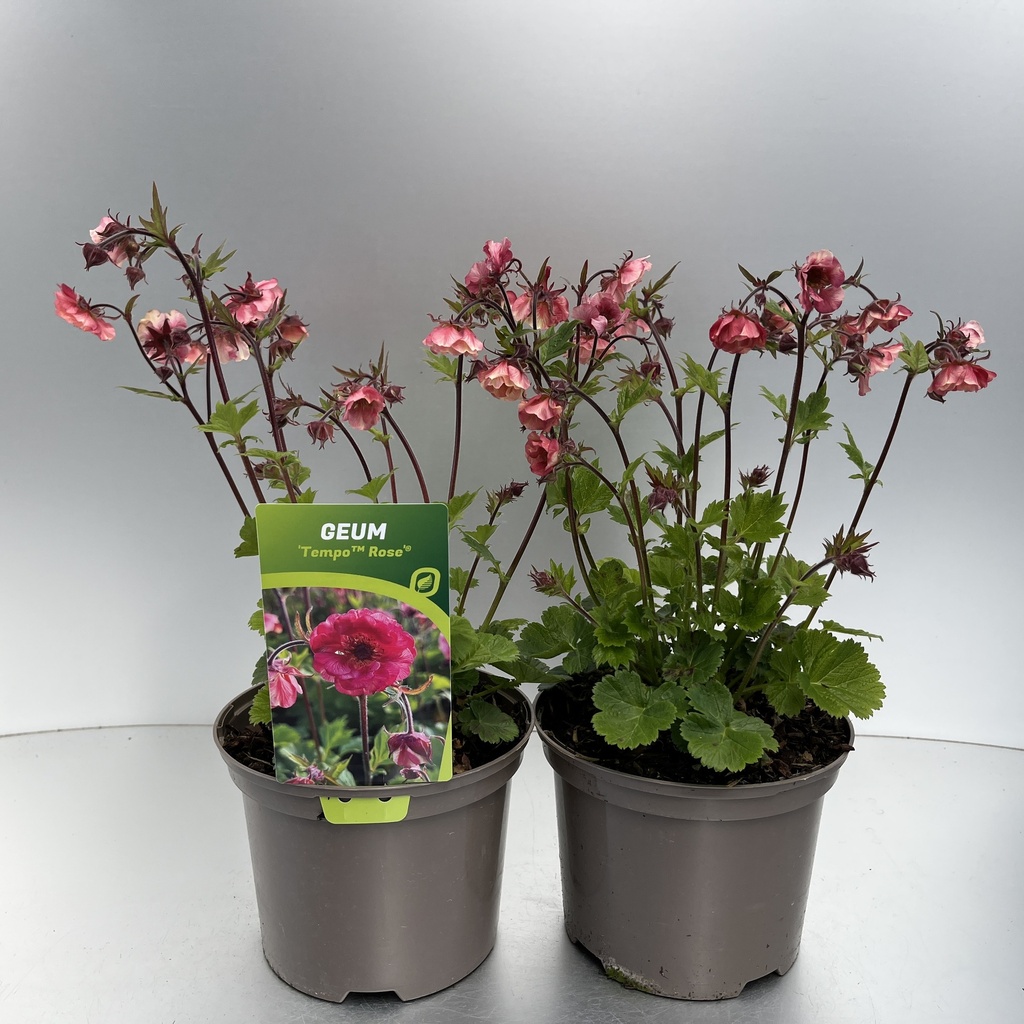 [GEUTROSE-C2] Geum 'Tempo™Rose'®
